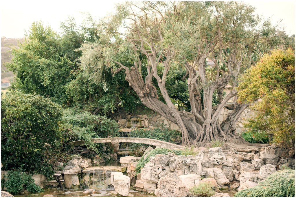 A couple poses on a bridge under an Olive tree in Southern California